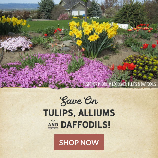 Save On Tulips Daffodils Alliums Shop Now