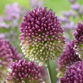 Drumstick Allium