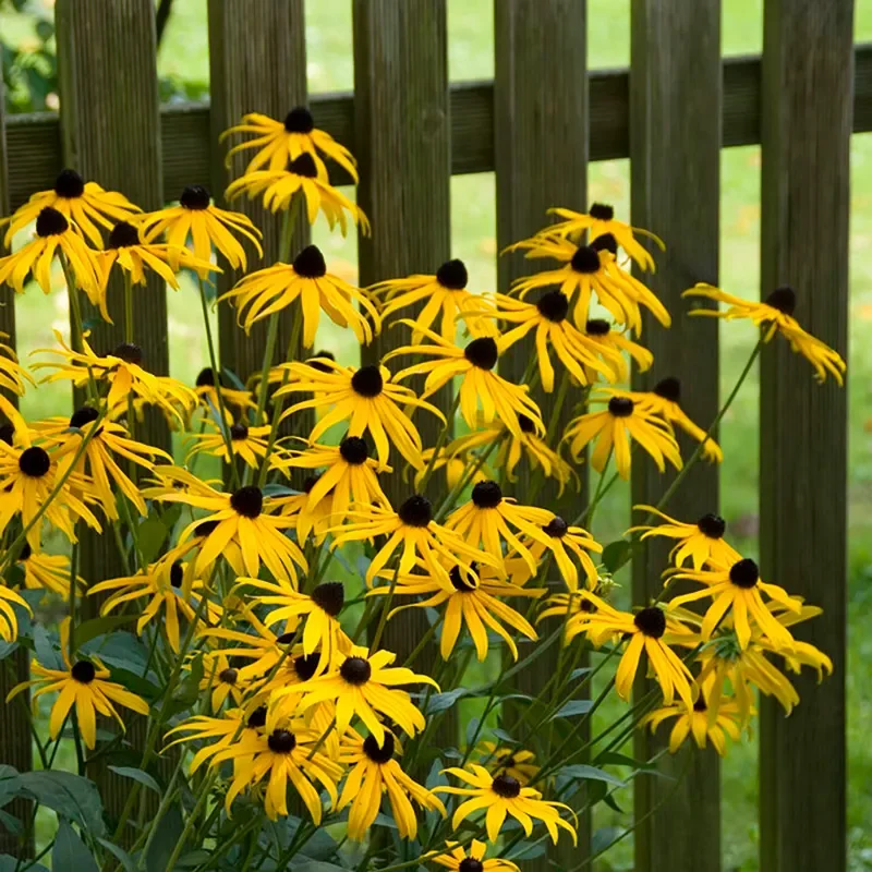 Native Plants