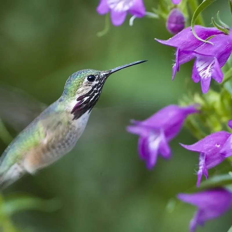 Hummingbird Plants