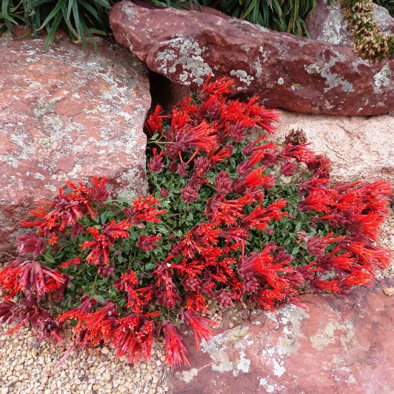 Groundcovers