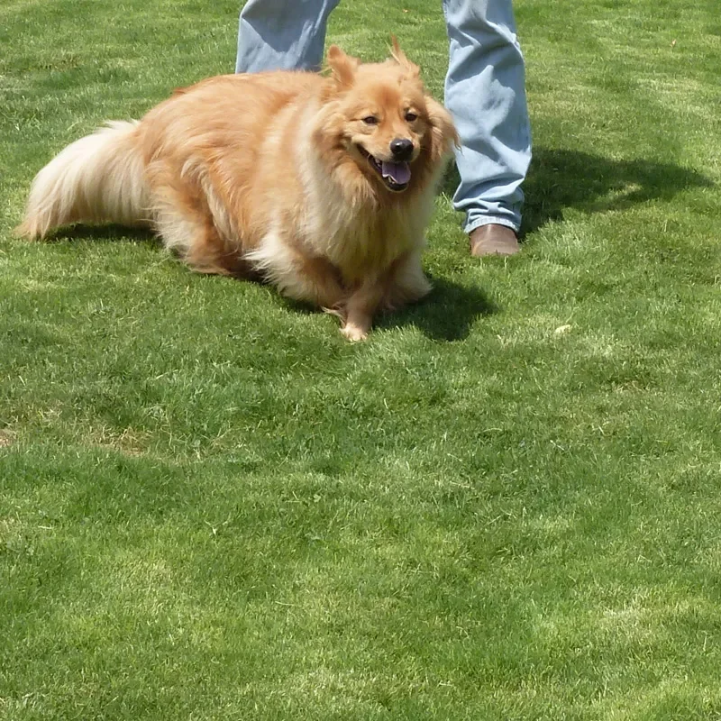 Dog Tuff™ Grass Plugs