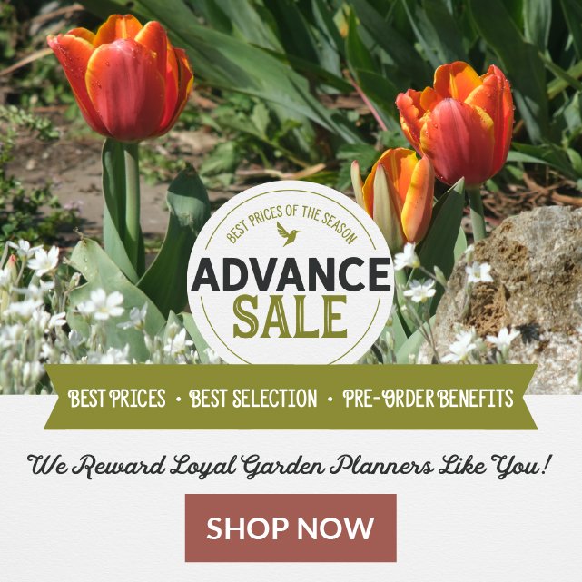 Fall Bulb Advance Sale Shop Now