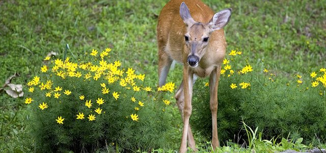 Deer in Coreopsis