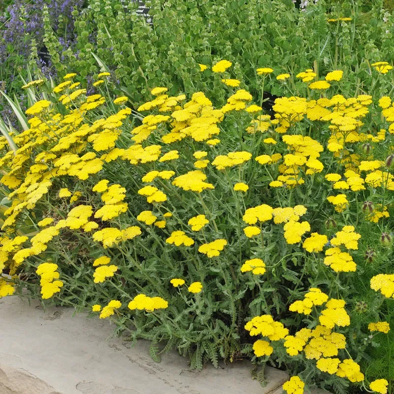 Achillea | Yarrow