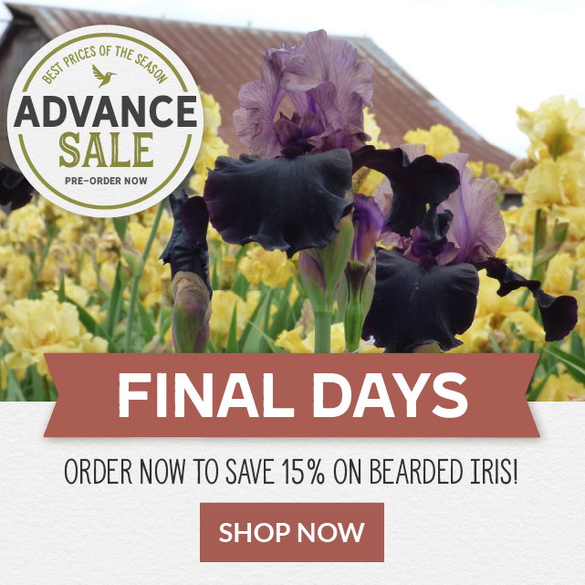 Final Days - Order Now to save up to 15% on Bearded Iris! Shop Now