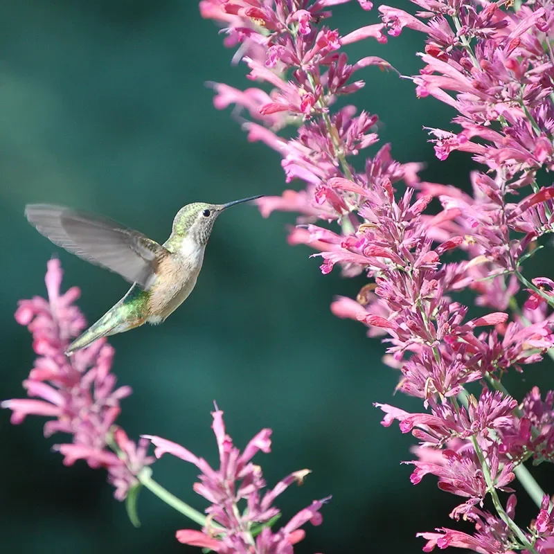 Hummingbird Plants