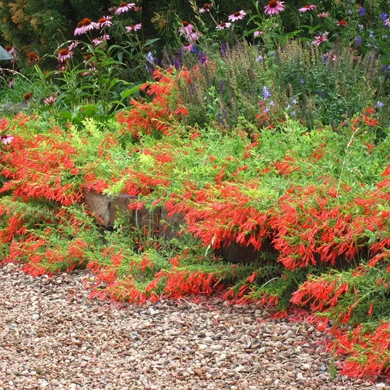 Groundcovers