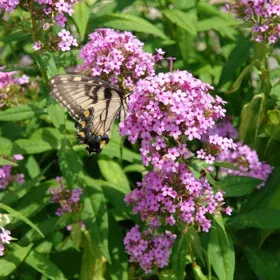 Jeana Garden Phlox - Flat of 18