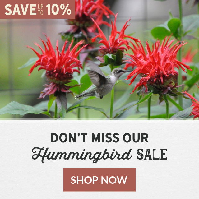 Don't Miss Our Hummingbird Sale