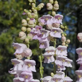 Palmer's Penstemon - Flat of 9