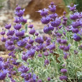 Desert Purple Salvia - Flat of 9