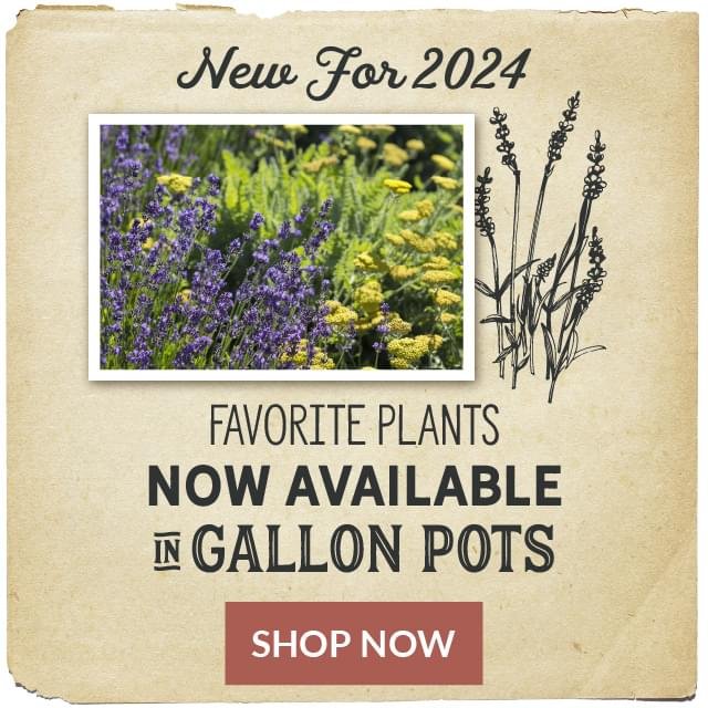 New For 2024 - Favorite Plants Now Available In Gallon Pots Shop Now