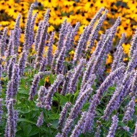 Blue Fortune Agastache - Flat of 9