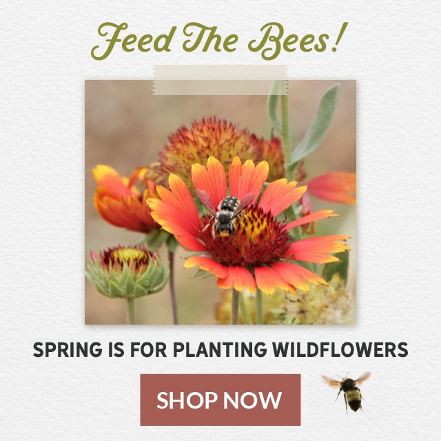 Feed The Bees! Spring Is For Planting Wildflowers Shop Now