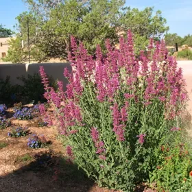 Ava Agastache - 5" Pot