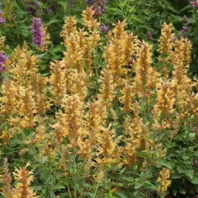 Kudos™ Gold Agastache - Flat of 9