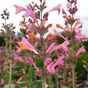 Kudos™ Ambrosia Agastache - Flat of 9