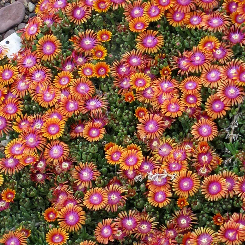 Delosperma | Ice Plant