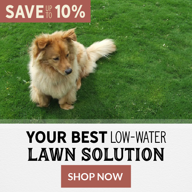 Your Best Low-Water Lawn Solution