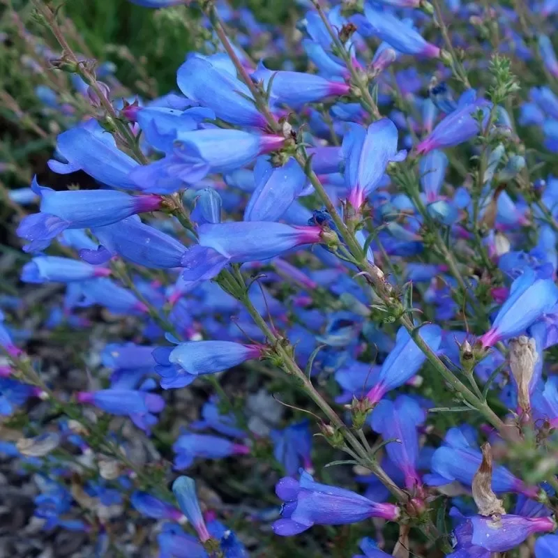 Penstemon | Beardtongue