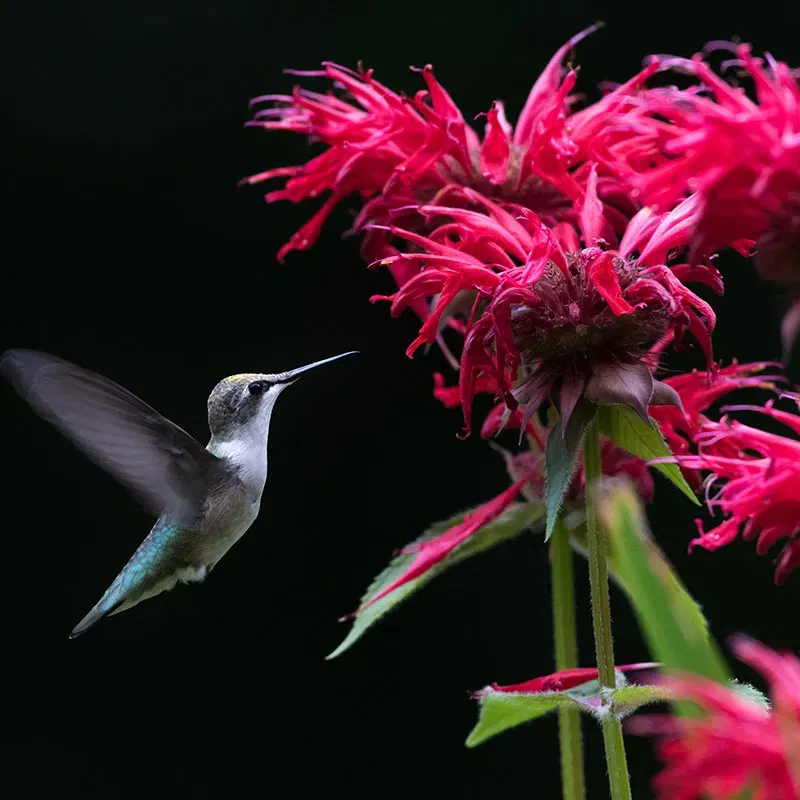 Monarda | Bee Balm