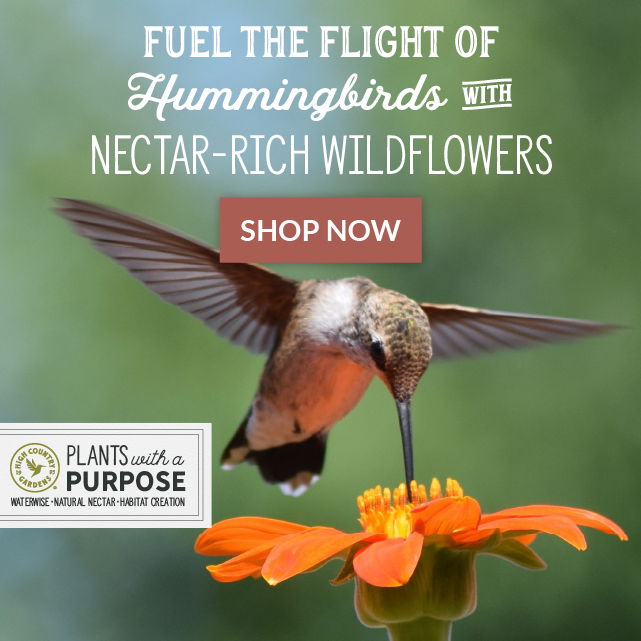 Save on wildflowers for hummingbirds