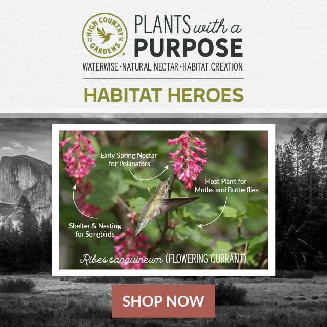 Save on hummingbird favorite plants