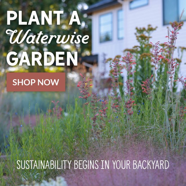 Plant A Waterwise Garden - Sustainability Begins In Your Backyard