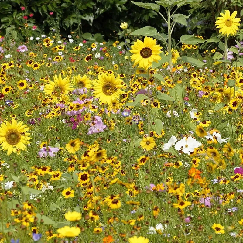 Wildflower Seeds