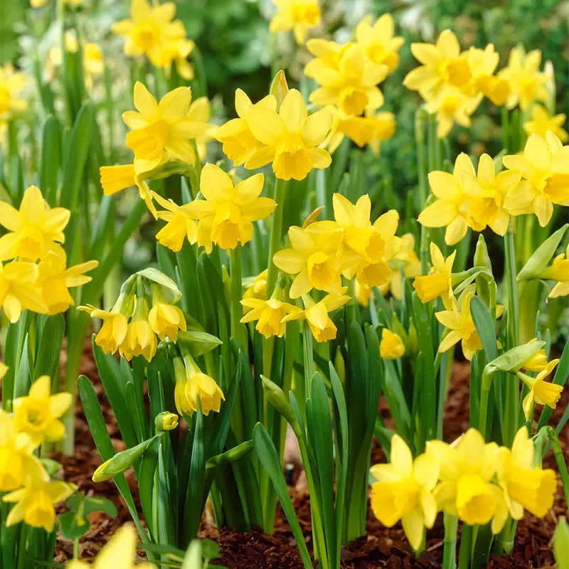 Fall-Planted Flower Bulbs