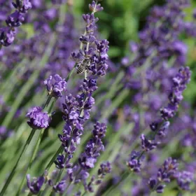 Sharon Roberts English Lavender - 5" deep pot