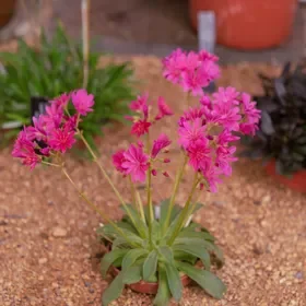 Little Raspberry Lewisia