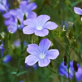 Spanish Blue Flax (Linum)