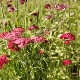 Red Velvet Yarrow - tray of 9