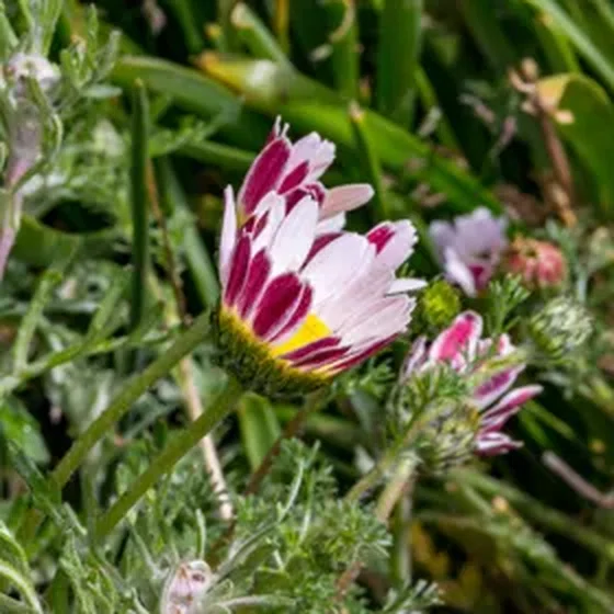 Spring Carpet Mount Atlas Daisy (Anacyclus)