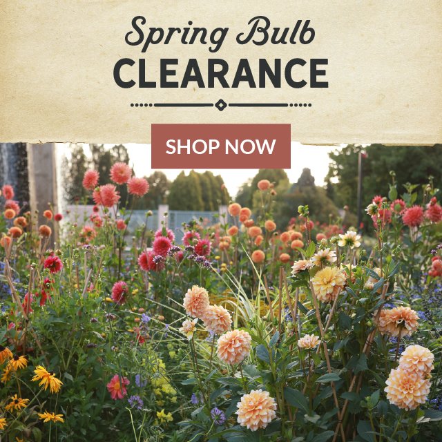 Spring Bulb Clearance - Save Up To 35%