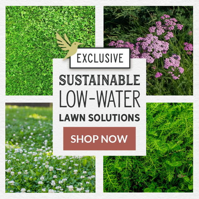 Low water lawn solutions