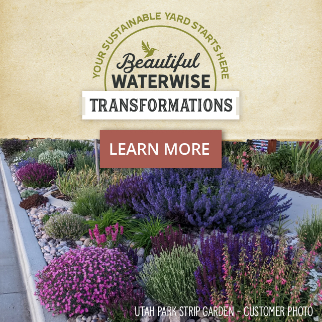 Sustainable Yard Transformations