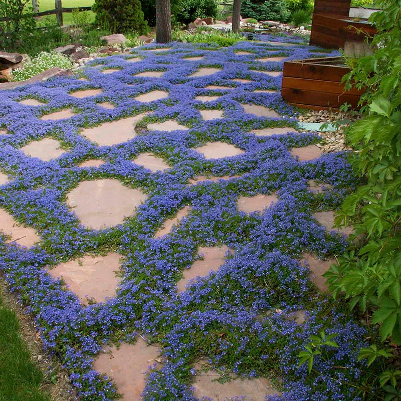 Groundcover Plants