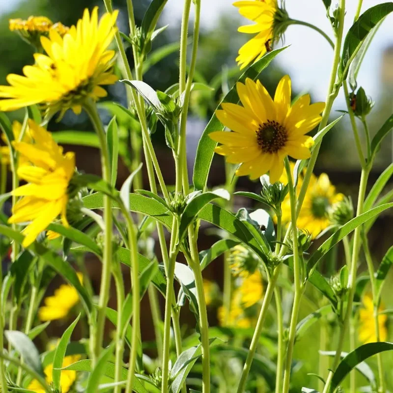 Native Plants