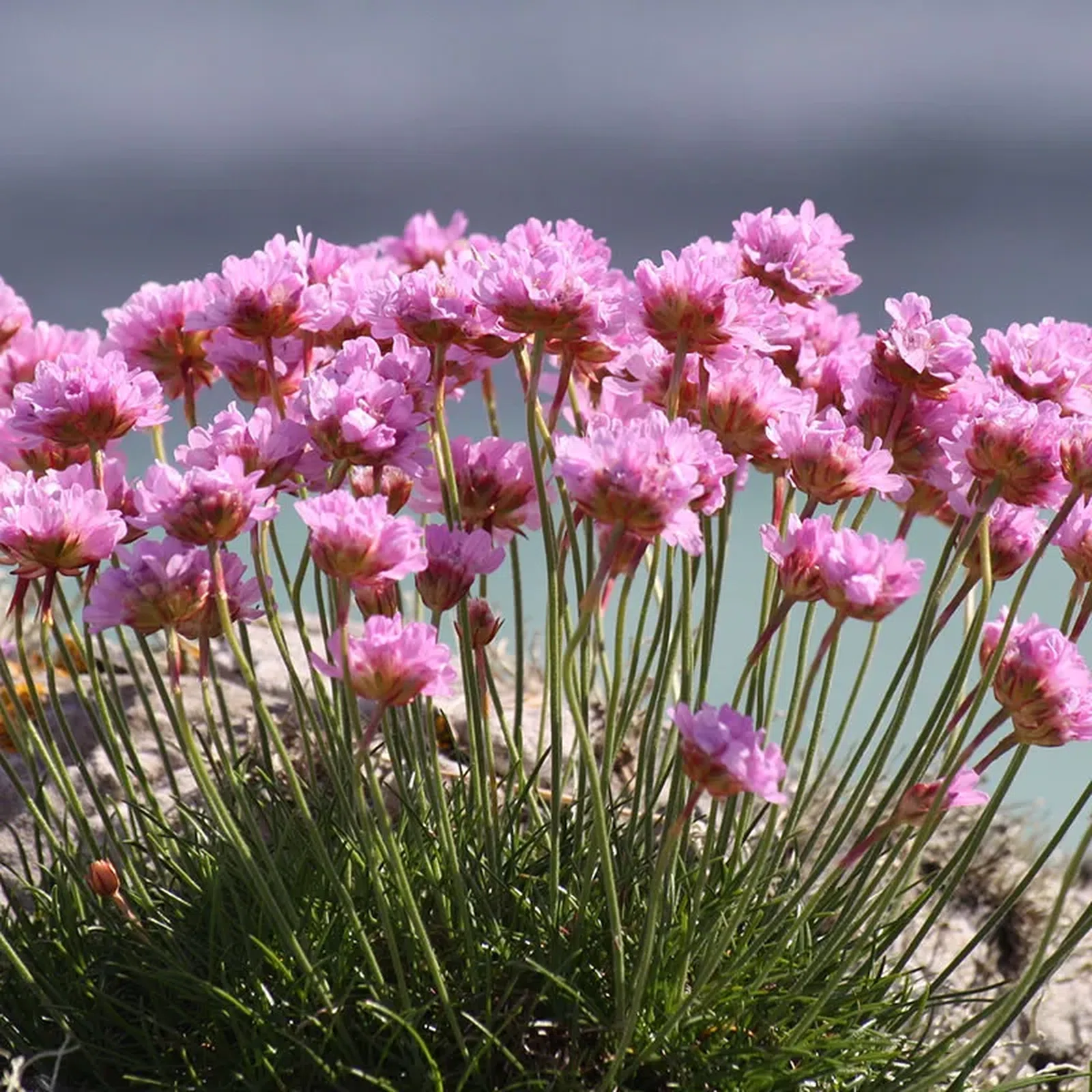 Rock Garden Plants