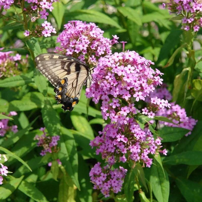 Plants For Pollinators