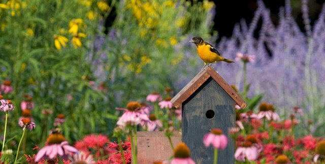 Planting Habitat For Songbirds