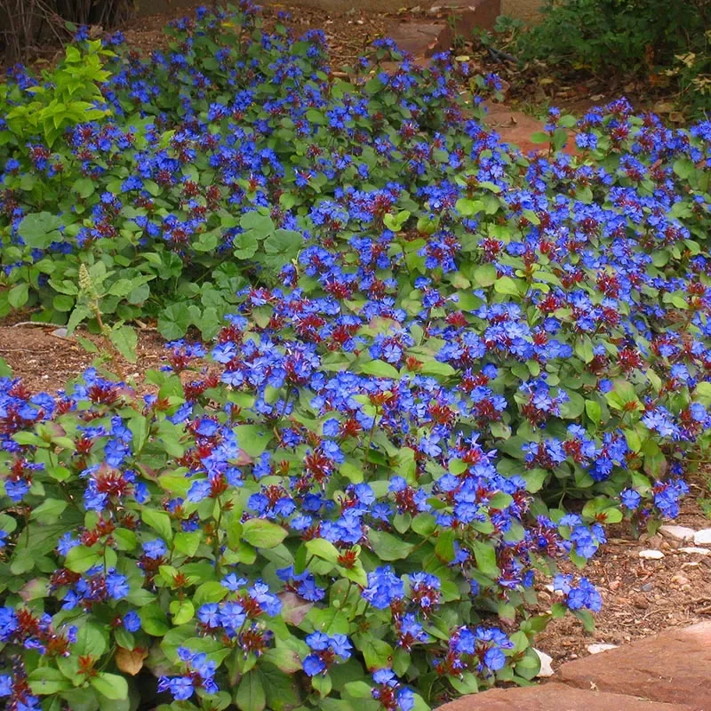 Groundcovers