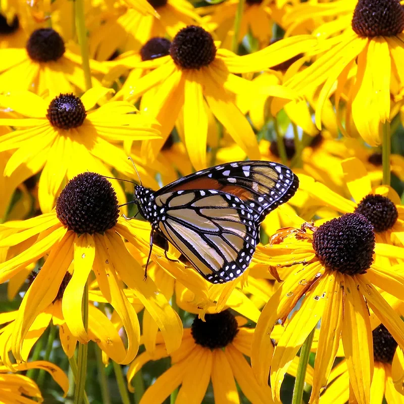 Butterfly Plants