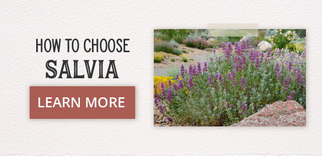 How To Choose Salvia