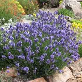 Thumbelina Leigh Dwarf English Lavender - 5" deep pot