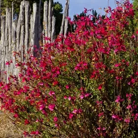 Furman's Red Texas Salvia - 5" Pot