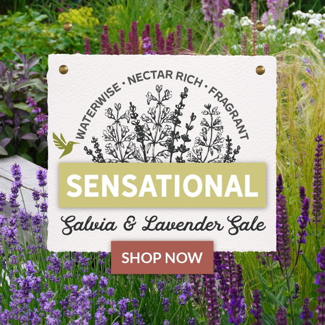 Lavender & Salvia Sale